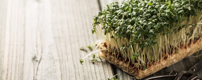 Gartenkresse anpflanzen