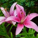 Eine pinke Lilie