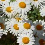 Margeriten im Garten