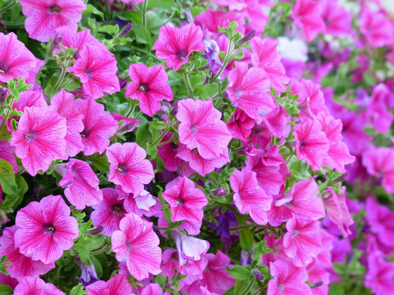 Petunien sind farbenfroh und bilden im Sommer viele Blüten.