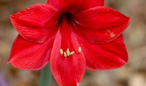 Die Blüten einer Amaryllis.