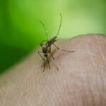 Mücke sticht zu