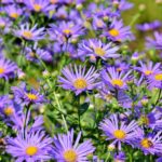 Viele hellviolette Astern im Freien