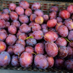 Ein Korb ist gefüllt mit erntefrischen, violett-roten Zwetschgen.