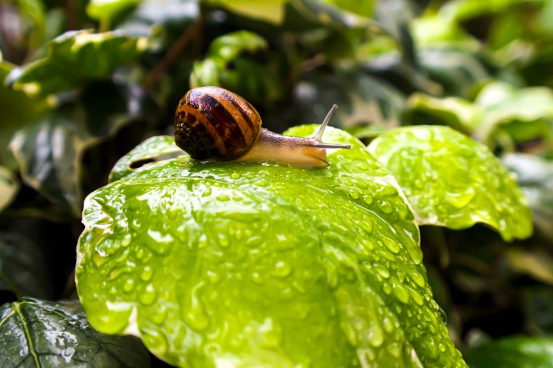 Eine Schnecke sitzt auf einem Blatt